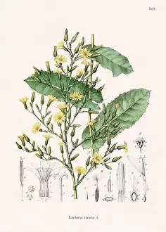 Tropical Fruit Prints: Vintage Botanical illustration from a 19th-century German Book, depicting Medicinal Plants