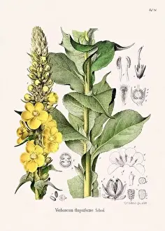 Tropical Fruit Prints: Vintage Botanical illustration from a 19th-century German Book, depicting Medicinal Plants