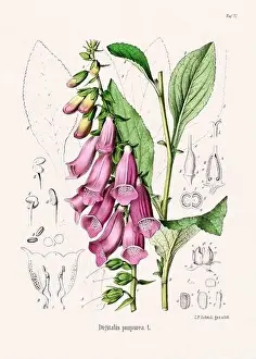Tropical Fruit Prints: Vintage Botanical illustration from a 19th-century German Book, depicting Medicinal Plants
