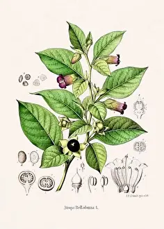 Tropical Fruit Prints: Vintage Botanical illustration from a 19th-century German Book, depicting Medicinal Plants