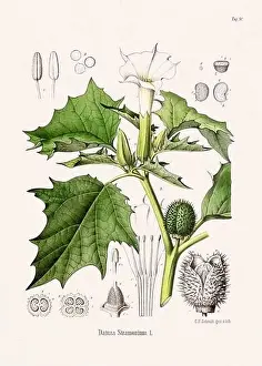 Tropical Fruit Prints: Vintage Botanical illustration from a 19th-century German Book, depicting Medicinal Plants