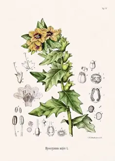 Tropical Fruit Prints: Vintage Botanical illustration from a 19th-century German Book, depicting Medicinal Plants