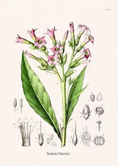 Tropical Fruit Prints: Vintage Botanical illustration from a 19th-century German Book, depicting Medicinal Plants
