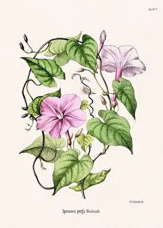 Tropical Fruit Prints: Vintage Botanical illustration from a 19th-century German Book, depicting Medicinal Plants