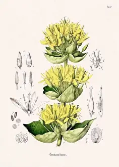 Tropical Fruit Prints: Vintage Botanical illustration from a 19th-century German Book, depicting Medicinal Plants