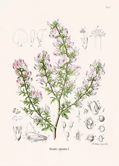 Tropical Fruit Prints: Vintage Botanical illustration from a 19th-century German Book, depicting Medicinal Plants
