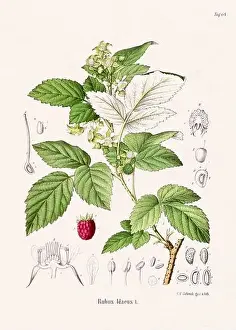 Tropical Fruit Prints: Vintage Botanical illustration from a 19th-century German Book, depicting Medicinal Plants