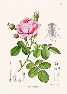 Tropical Fruit Prints: Vintage Botanical illustration from a 19th-century German Book, depicting Medicinal Plants