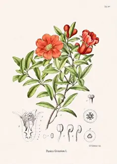 Tropical Fruit Prints: Vintage Botanical illustration from a 19th-century German Book, depicting Medicinal Plants