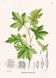 Tropical Fruit Prints: Vintage Botanical illustration from a 19th-century German Book, depicting Medicinal Plants