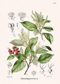 Tropical Fruit Prints: Vintage Botanical illustration from a 19th-century German Book, depicting Medicinal Plants