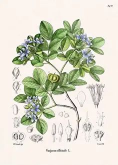Tropical Fruit Prints: Vintage Botanical illustration from a 19th-century German Book, depicting Medicinal Plants