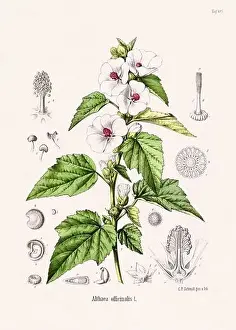 Tropical Fruit Prints: Vintage Botanical illustration from a 19th-century German Book, depicting Medicinal Plants