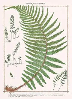 Vintage botanical illustration of ferns from a British botanical book