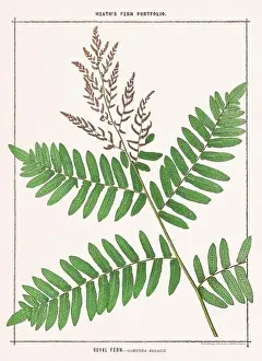 Vintage botanical illustration of ferns from a British botanical book