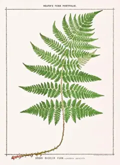 Fern Illustration Prints: Vintage botanical illustration of ferns from a British botanical book