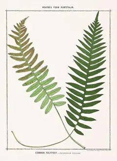 Fern Illustration Prints: Vintage botanical illustration of ferns from a British botanical book