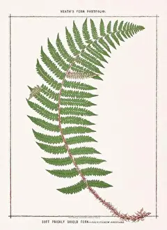 Fern Illustration Prints: Vintage botanical illustration of ferns from a British botanical book