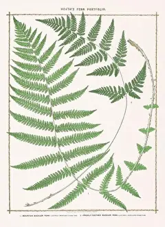 Vintage botanical illustration of ferns from a British botanical book