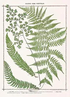 Vintage botanical illustration of ferns from a British botanical book