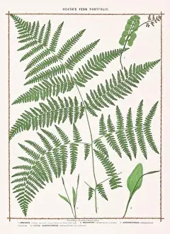 Fern Illustration Prints: Vintage botanical illustration of ferns from a British botanical book