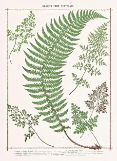 Fern Illustration Prints: Vintage botanical illustration of ferns from a British botanical book