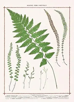 Vintage botanical illustration of ferns from a British botanical book