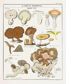 Vegetable Garden Prints: Vintage botanical illustration of mushrooms and fungi from the early 19th century