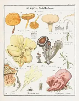 Vegetable Garden Prints: Vintage botanical illustration of mushrooms and fungi from the early 19th century