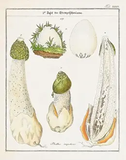 Vegetable Garden Prints: Vintage botanical illustration of mushrooms and fungi from the early 19th century