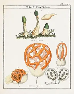 Vegetable Garden Prints: Vintage botanical illustration of mushrooms and fungi from the early 19th century