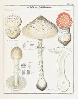 Vegetable Garden Prints: Vintage botanical illustration of mushrooms and fungi from the early 19th century