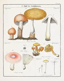 Vegetable Garden Prints: Vintage botanical illustration of mushrooms and fungi from the early 19th century
