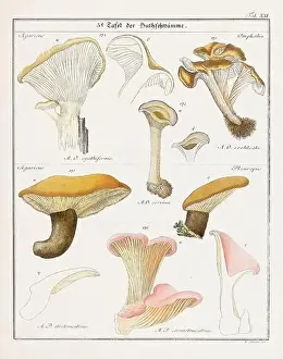 Vegetable Garden Prints: Vintage botanical illustration of mushrooms and fungi from the early 19th century
