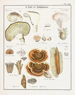 Vegetable Garden Prints: Vintage botanical illustration of mushrooms and fungi from the early 19th century