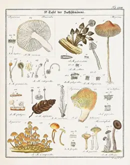 Vegetable Garden Prints: Vintage botanical illustration of mushrooms and fungi from the early 19th century