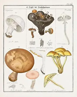 Vegetable Garden Prints: Vintage botanical illustration of mushrooms and fungi from the early 19th century