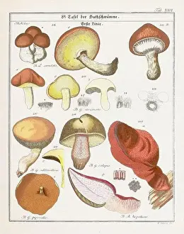 Vegetable Garden Prints: Vintage botanical illustration of mushrooms and fungi from the early 19th century