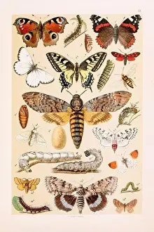 Vintage butterflies illustration: Red Admiral Butterfly