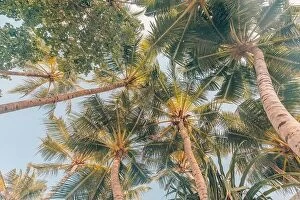 Images Dated 11th December 2018: Vintage color palm trees. Tropical nature pattern, exotic jungle forest view from low point of view