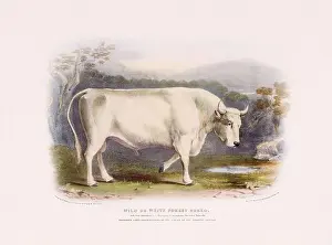 Vintage Cow illustration from a mid-19th-century book on domestic animal breeds