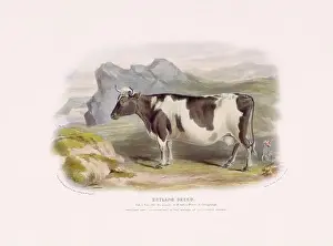 Vintage Cow illustration from a mid-19th-century book on domestic animal breeds