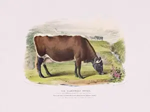 Farm Life Prints: Vintage Cow illustration from a mid-19th-century book on domestic animal breeds