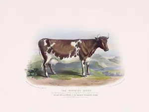 Vintage Cow illustration from a mid-19th-century book on domestic animal breeds