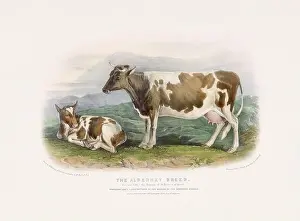 Vintage Cow illustration from a mid-19th-century book on domestic animal breeds