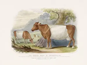 Farm Life Prints: Vintage Cow illustration from a mid-19th-century book on domestic animal breeds