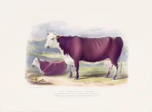 Farm Life Prints: Vintage Cow illustration from a mid-19th-century book on domestic animal breeds
