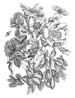 Rose Flower Prints: Vintage engraving style vector illustration of bouquet of roses with blossoms and leaves