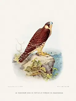 Classic Illustration Prints: Vintage falconry illustration from a French book published in the mid-19th century