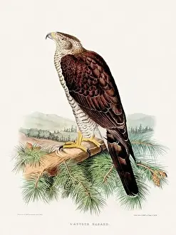 Vintage falconry illustration from a French book published in the mid-19th century. Circa 1845